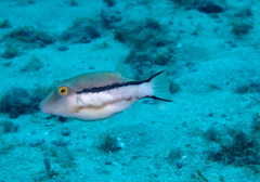 Canthigaster capistrata