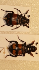 Nicrophorus interruptus