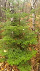 Abies balsamea image