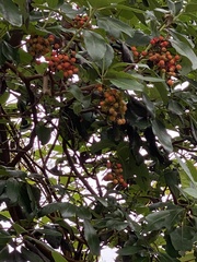 Hedycarya arborea