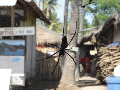 Nephila vitiana