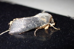 Physetica caerulea