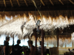 Nephila vitiana