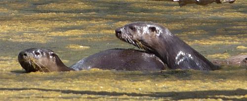North American River Otter photographed in New York