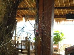 Nephila vitiana