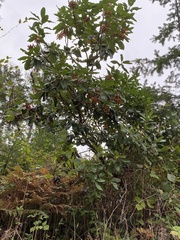 Hedycarya arborea