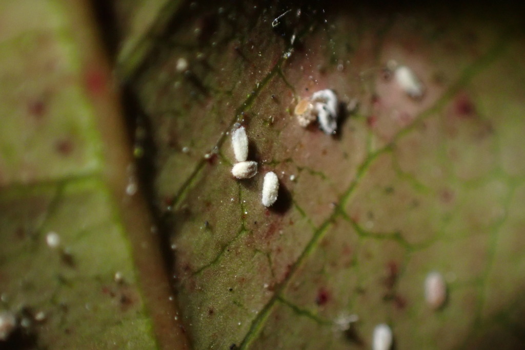 Acanthococcus kamahi