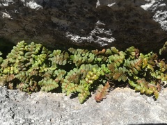 Asplenium petrarchae