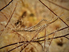 Manipontonia psamathe