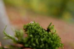 Ptychostomum moravicum