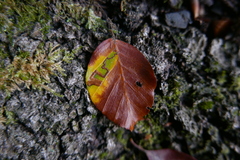 Stigmella tityrella