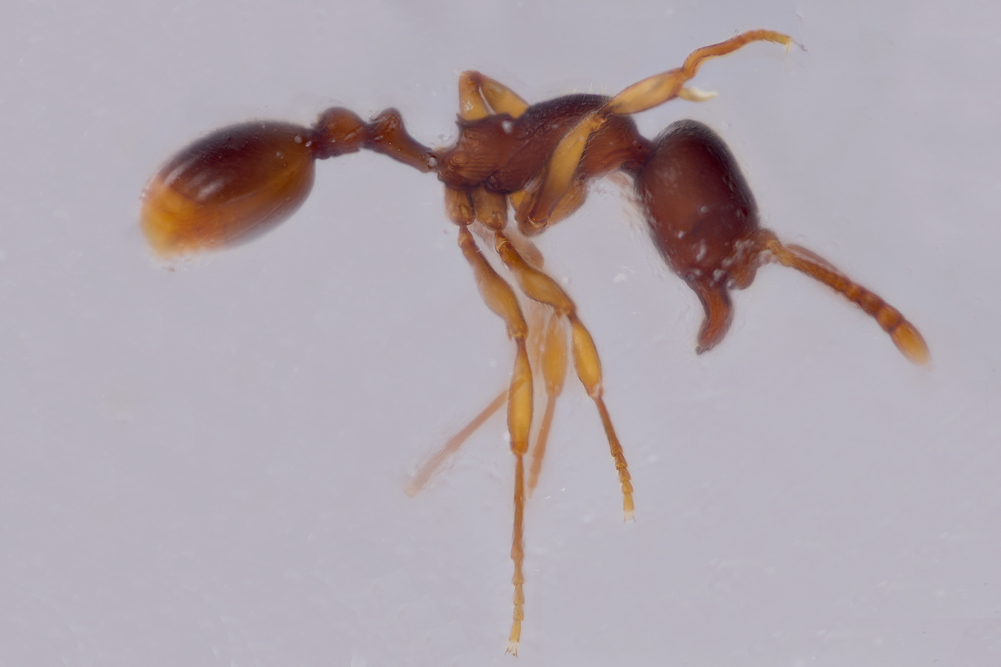 Stenamma schmittii