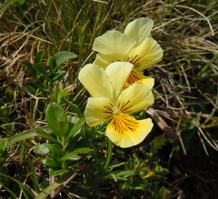 Viola lutea sudetica