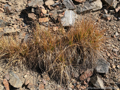 Carex congdonii