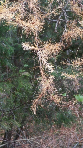 Larix laricina image