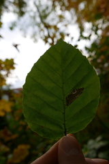 Parornix fagivora