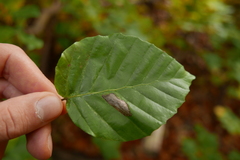 Parornix fagivora
