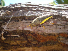 Paracupta flaviventris