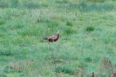 Phasianus colchicus