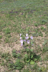 Alcea pallida