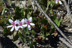 Pelargonium elegans
