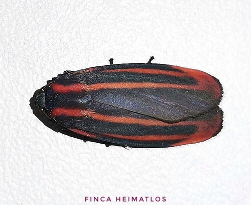Cissura plumbea