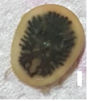 Carios vespertilionis Latreille, 1796