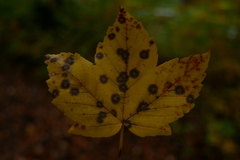 Cristulariella