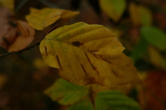 Aceria nervisequa