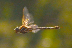 Rhionaeschna multicolor