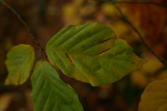 Aceria nervisequa