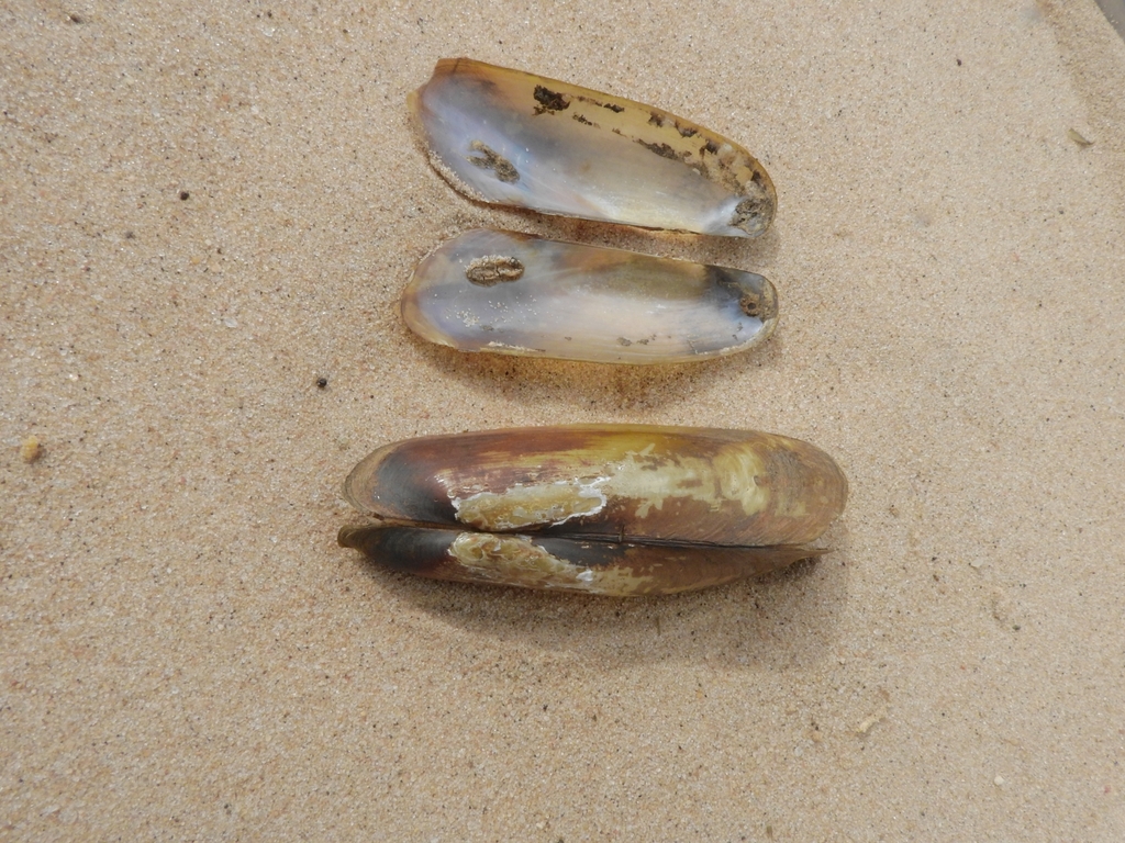 Mycetopodinae