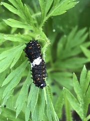 Papilio polyxenes