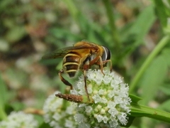 Palpada vinetorum