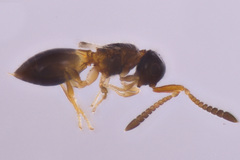 Ceraphronoidea