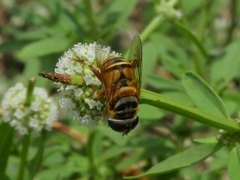 Palpada vinetorum