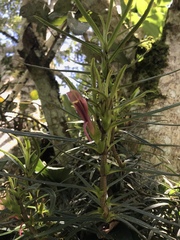 Columnea linearis