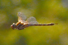 Rhionaeschna multicolor