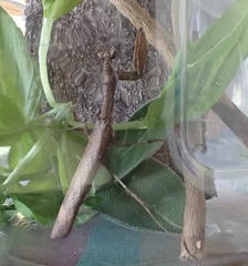 Epaphrodita musarum