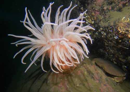 Bolocera tuediae