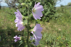 Alcea pallida