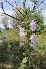 Alcea pallida
