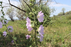 Alcea pallida