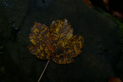 Cristulariella