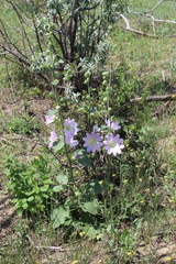 Alcea pallida