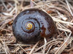 Powelliphanta