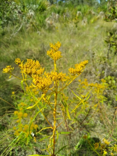 Image of Flaveria floridana by (c) Scott Ward, some rights reserved (CC BY)