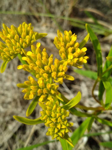 Image of Flaveria floridana by (c) Scott Ward, some rights reserved (CC BY)