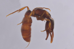 Stigmatomma pallipes
