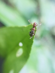 Euderces dimidiatipennis